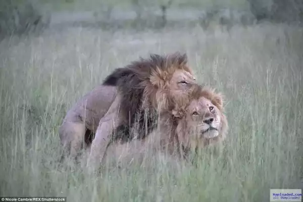 Even lions are homosexuals; see pictures of male lions matting